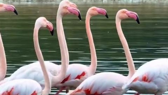 İzmit Körfezi’nde pembe flamingoların dansı